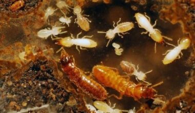 Invasive termites in Florida - WFTV