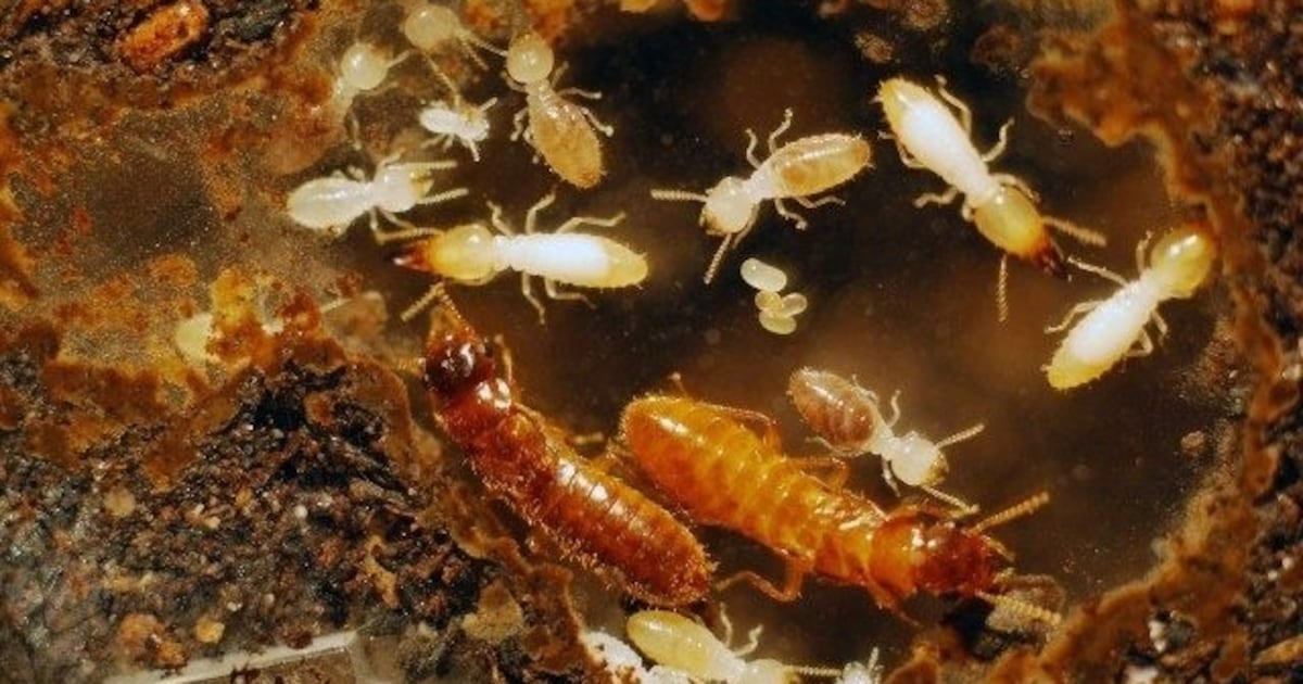 Invasive termites in Florida - WFTV
