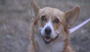 Orlando's Paws in the Park supports local pet needs