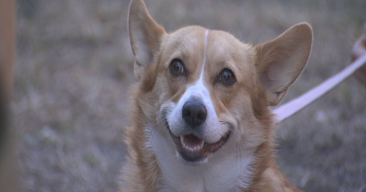 Orlando's Paws in the Park supports local pet needs
