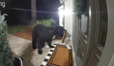 Black Bear Caught Stealing Amazon Package on Ring Doorbell