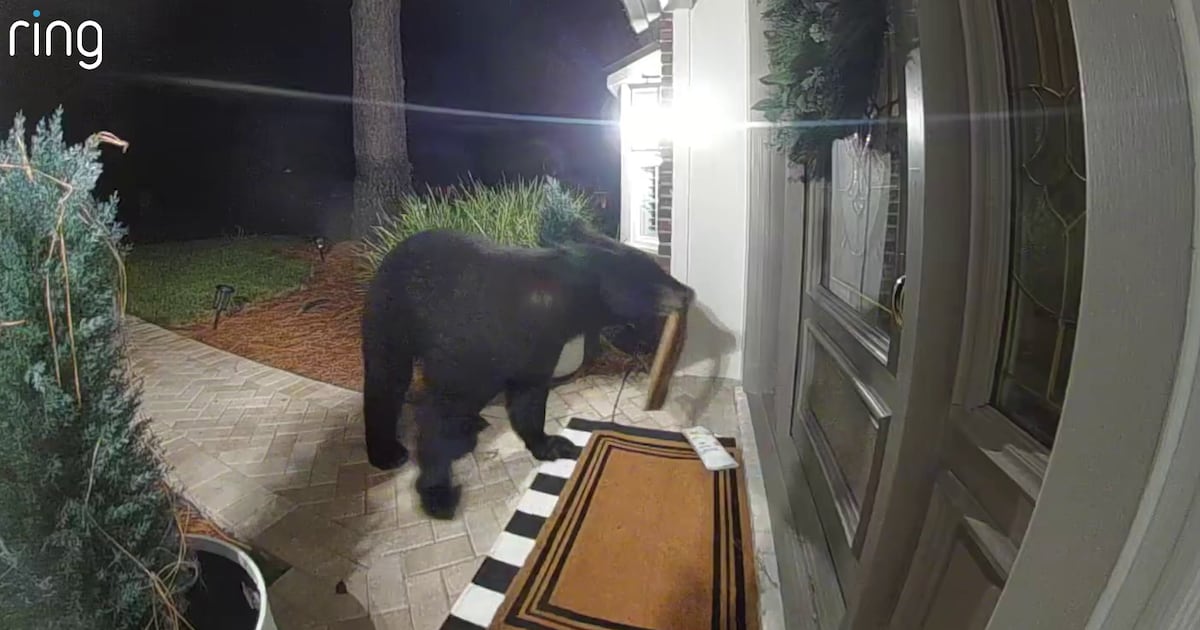 Black Bear Caught Stealing Amazon Package on Ring Doorbell