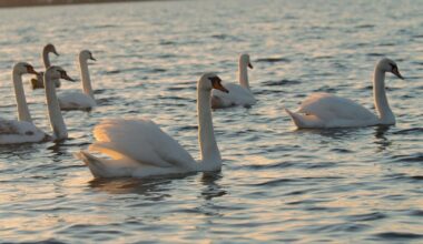 Orlando Awaits End of Avian Flu Outbreak at Lake Eola