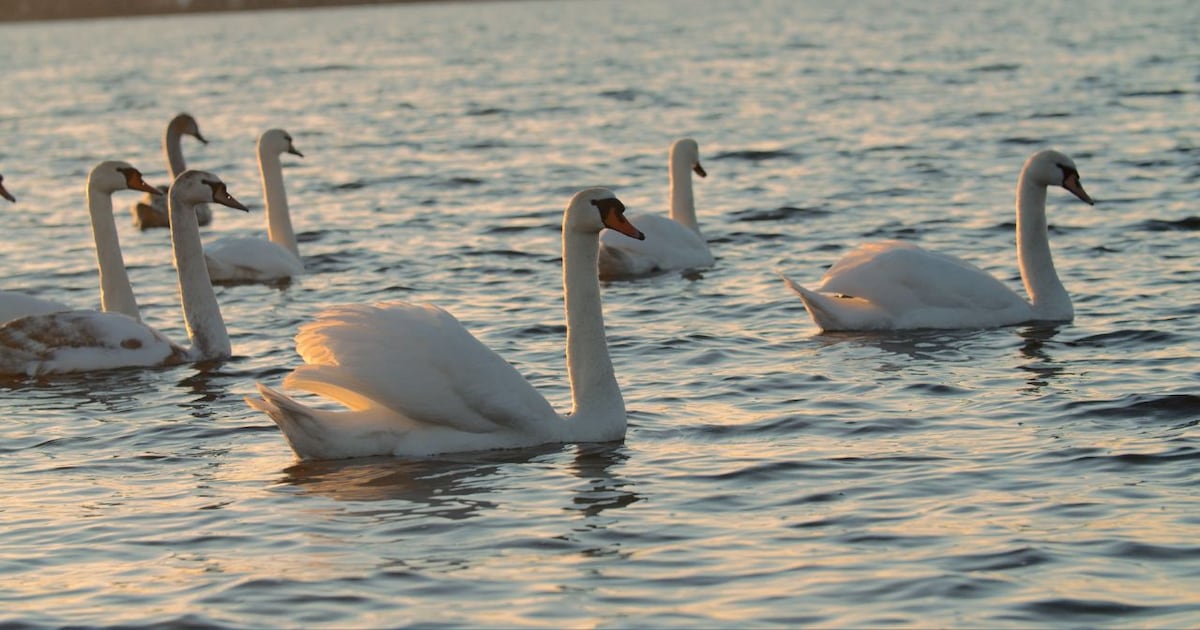 Orlando Awaits End of Avian Flu Outbreak at Lake Eola
