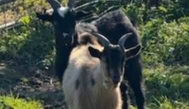 Fugitive goats found roaming Jacksonville neighborhood – Action News Jax