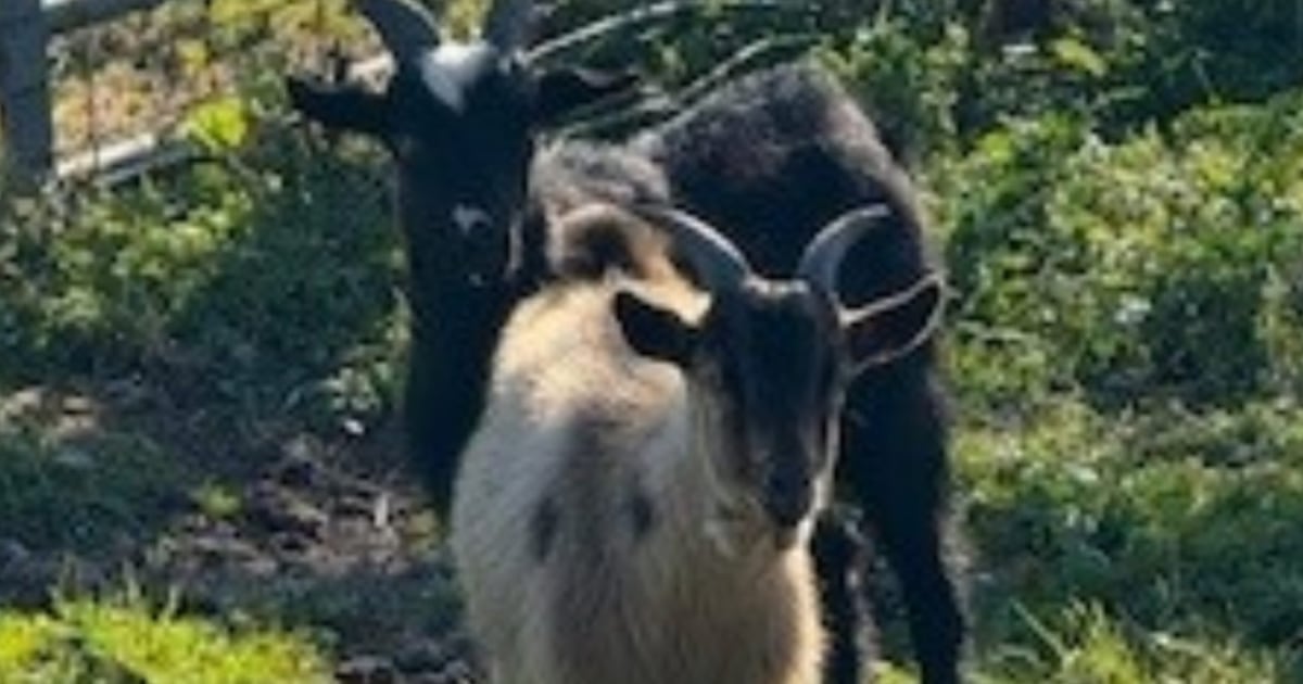 Fugitive goats found roaming Jacksonville neighborhood – Action News Jax