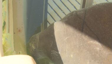 SeaWorld Orlando caring for rescued 400-pound manatee