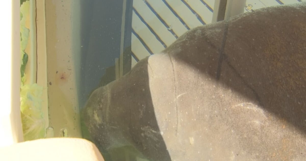 SeaWorld Orlando caring for rescued 400-pound manatee