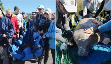 Florida manatees recover from cold stress