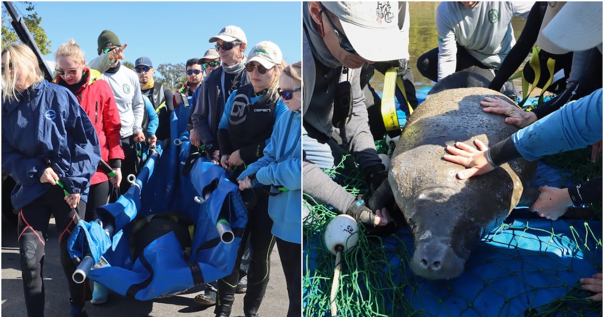 Florida manatees recover from cold stress