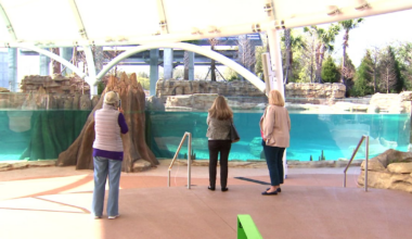 New manatee habitat at the Jacksonville Zoo and Botanical Gardens to aid in conservation efforts – Action News Jax