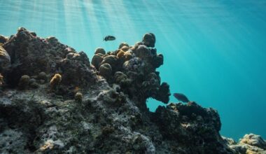 US takes aim at UN climate proposal