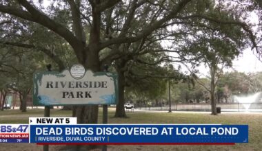 Dead ducks floating at Riverside Park pond  – Action News Jax