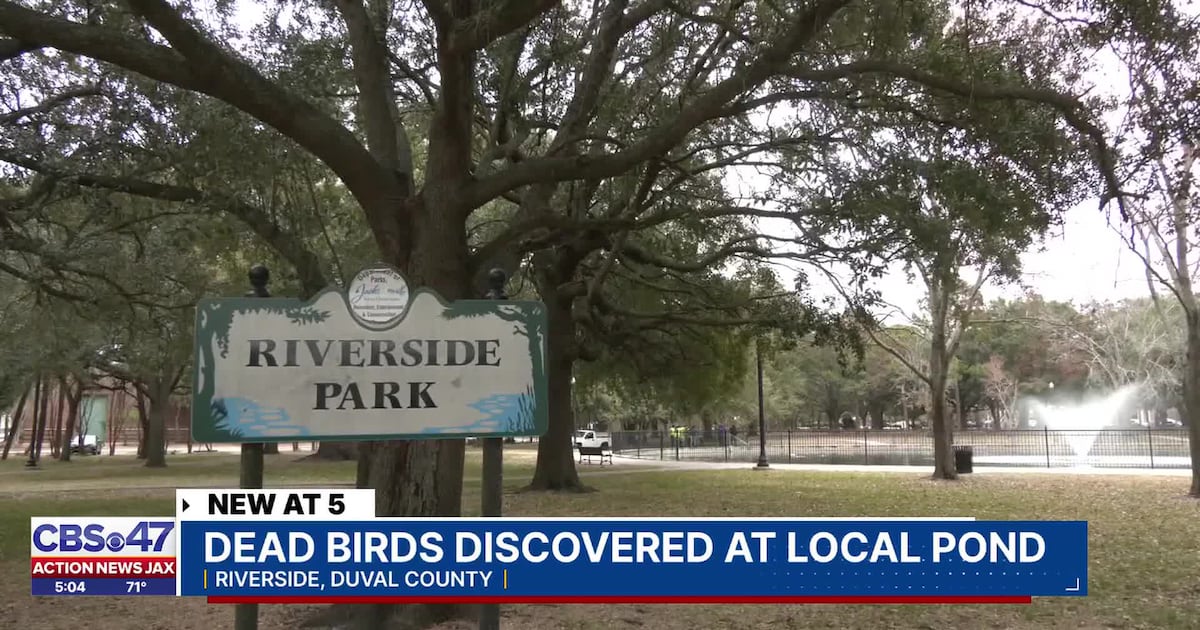 Dead ducks floating at Riverside Park pond  – Action News Jax