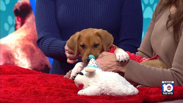 Humane Society of Broward seeks ‘furever’ home for Milo, other furry friends