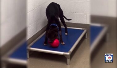 3 dogs at risk of euthanasia at Broward Animal Care