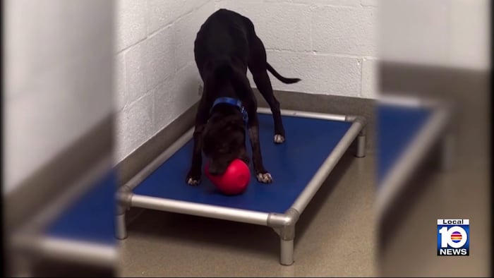 3 dogs at risk of euthanasia at Broward Animal Care