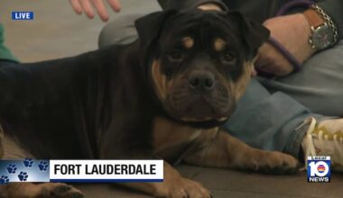 Broward County Animal Care makes urgent call to help dogs