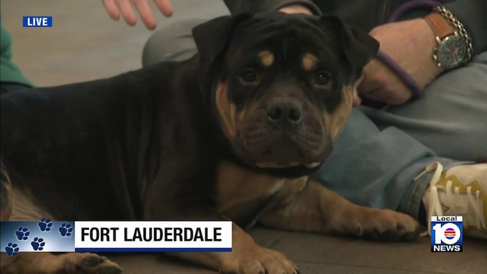 Broward County Animal Care makes urgent call to help dogs