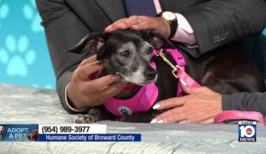 Seasoned pup Star seeks ‘furever’ home ahead of VCA Walk for the Animals event