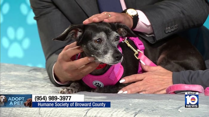 Seasoned pup Star seeks ‘furever’ home ahead of VCA Walk for the Animals event