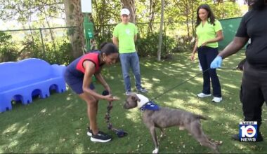 New dog park aims to boost adoptions in North Miami Beach