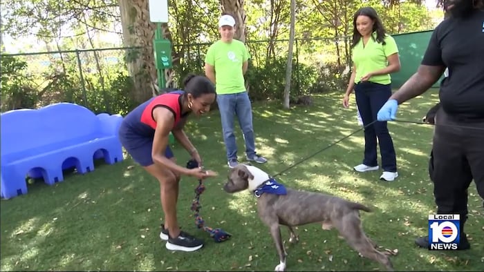 New dog park aims to boost adoptions in North Miami Beach