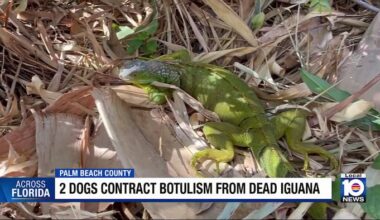 Grieving dog owner issues safety alert over iguana risks in South Florida
