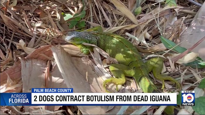 Grieving dog owner issues safety alert over iguana risks in South Florida