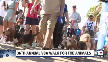 VCA Walk for the Animals returns to Fort Lauderdale to support Humane Society of Broward