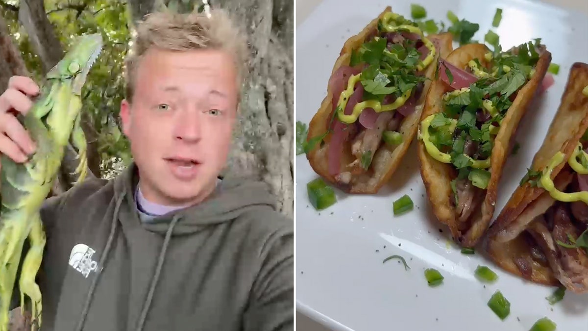 Gray Davis holds a cold-stunned iguana, left. He used the iguana meat to make tacos, right.