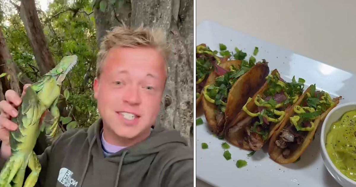 TikToker eats iguana tacos during South Florida cold snap: 'That right there is a Florida man taco'