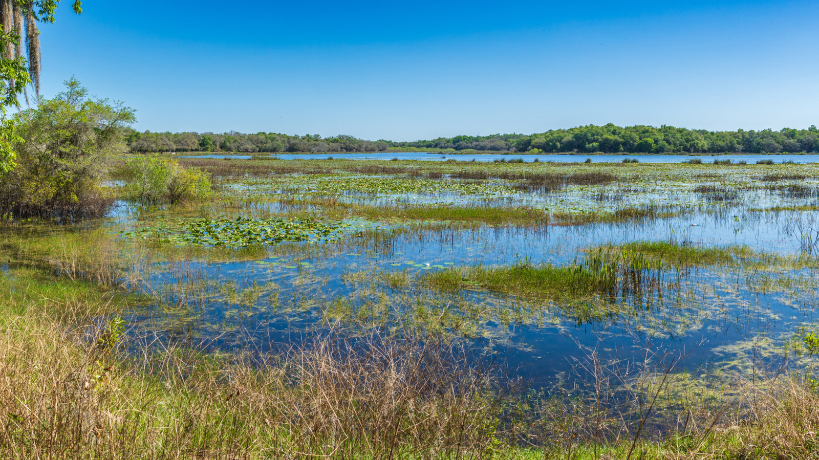 Halfway Between Tampa And Gainesville Is A Lakeside Florida State Park With Scenic Trails And Abundant Wildlife