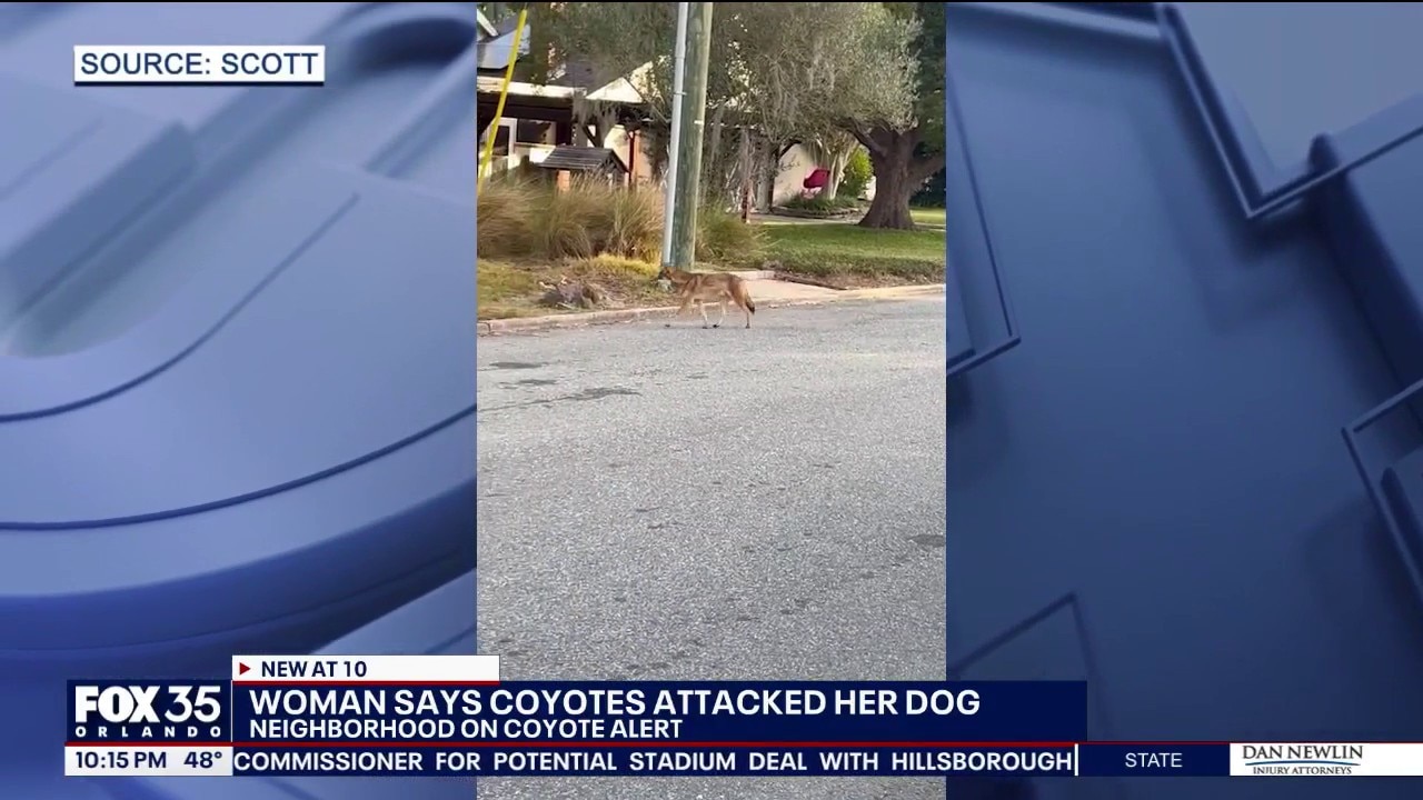 Orlando neighborhood on alert after coyotes attack dog
