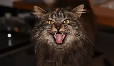 Kitty Fest in Sanford might just be the purrfect outing this weekend