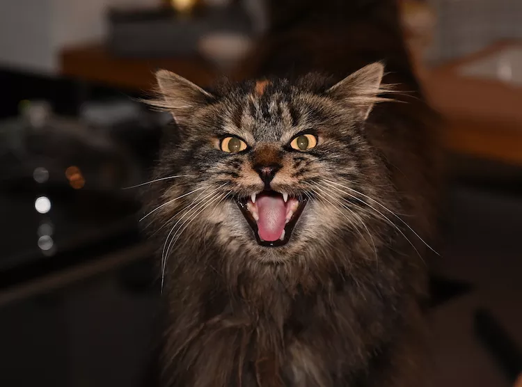 Kitty Fest in Sanford might just be the purrfect outing this weekend