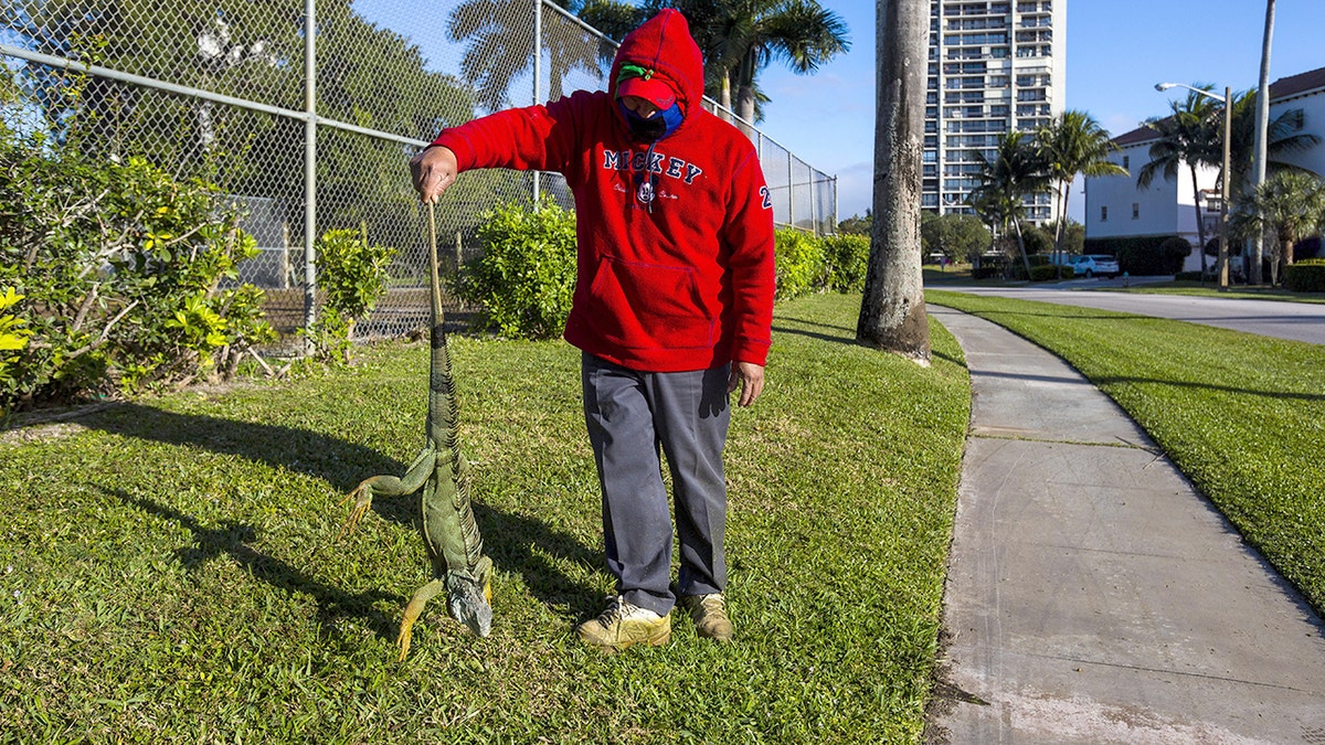 A man wearing a Mickey sweatshirt holds a cold-stunned iguana by its tail.