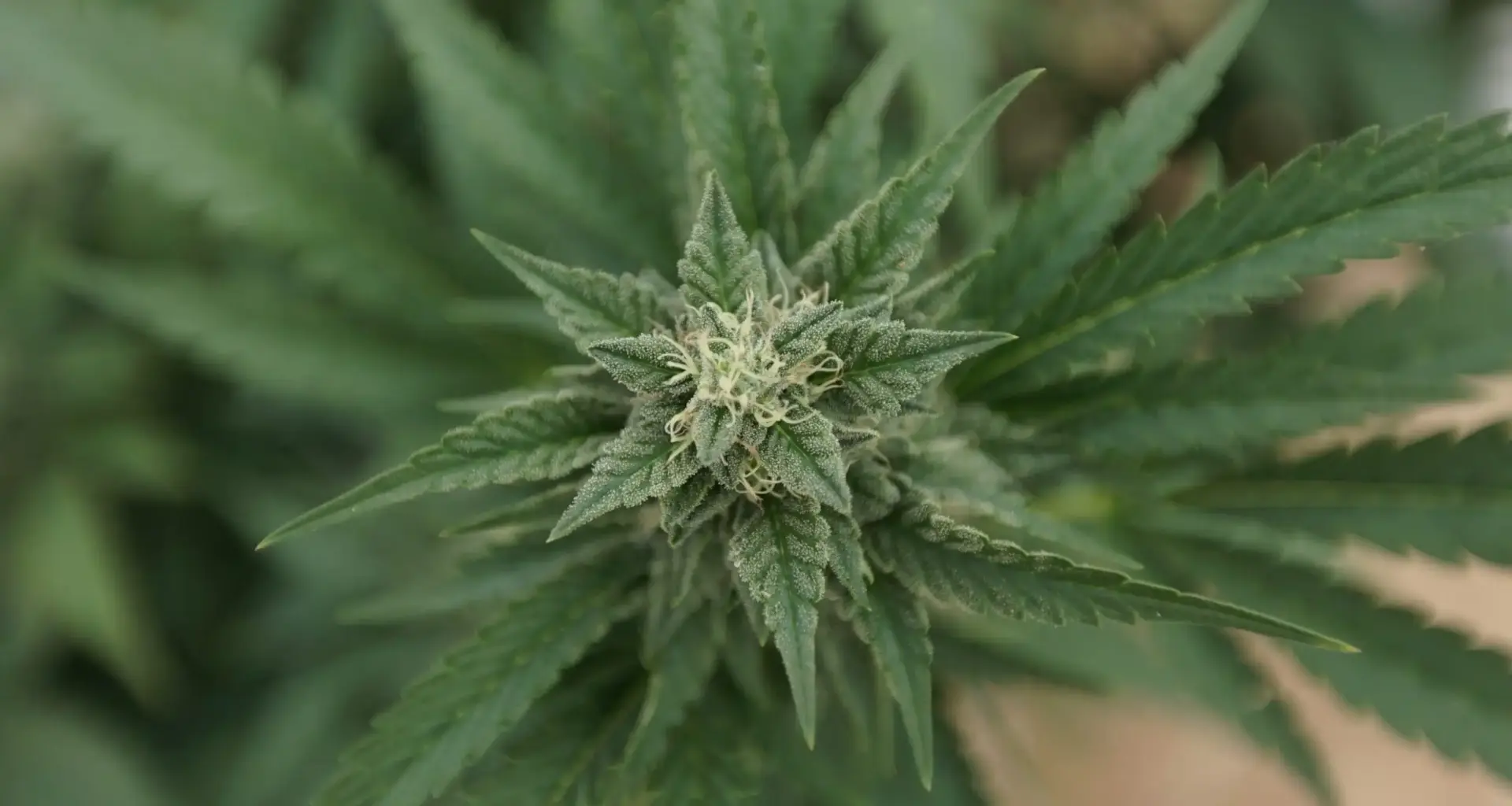 Florida Officials Reset Marijuana Campaign's Signatures To Zero For Legalization Ballot Initiative As Legal Challenges Persist