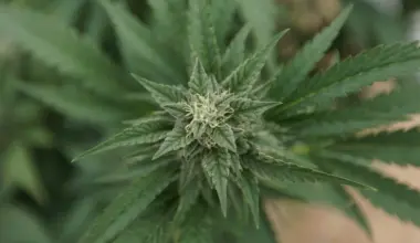 Florida Officials Reset Marijuana Campaign's Signatures To Zero For Legalization Ballot Initiative As Legal Challenges Persist