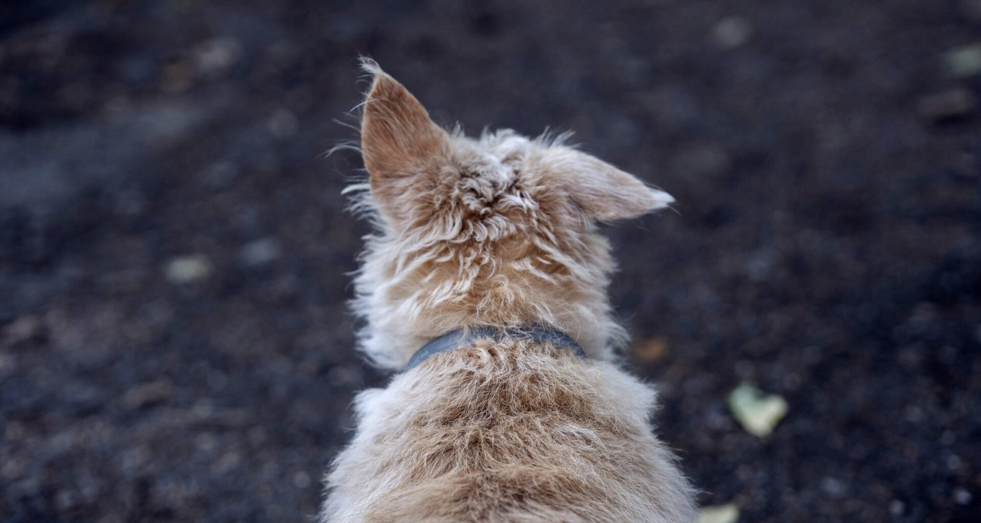 Pinellas County Animal Services using AI to identify pets