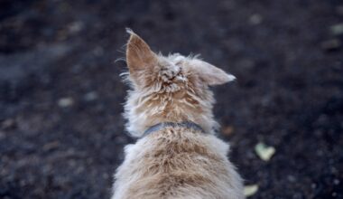 Pinellas County Animal Services using AI to identify pets