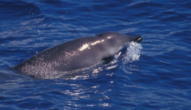 New acoustic study reveals deep-diving behavior of elusive beaked whales