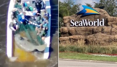 Injured manatee and baby calf taken to SeaWorld after being rescued from Florida river