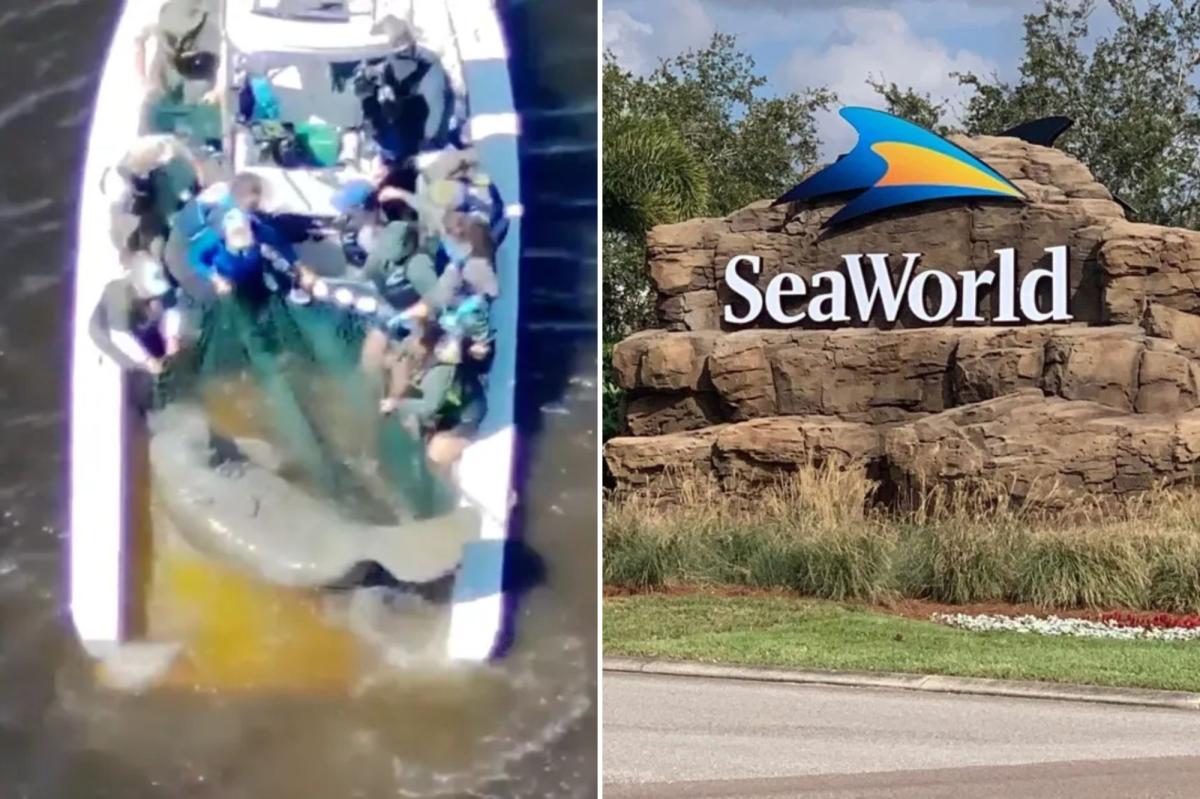 Injured manatee and baby calf taken to SeaWorld after being rescued from Florida river
