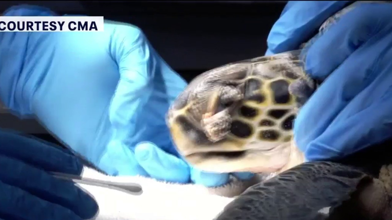 Cold-stunned sea turtle rescued