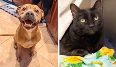 Ponyboy and Pepper Lead This Week’s Adoptable Pets at Broward County Animal Care • Coral Springs Talk