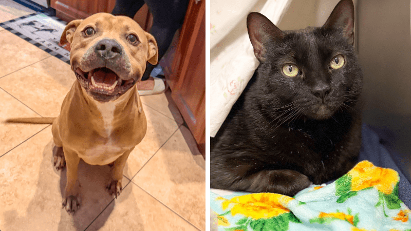 Ponyboy and Pepper Lead This Week’s Adoptable Pets at Broward County Animal Care • Coral Springs Talk