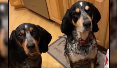 Florida dog owner warns of botulism after pet dies from eating iguana