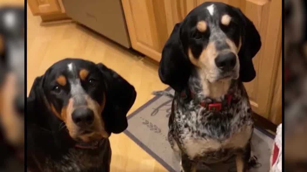 Florida dog owner warns of botulism after pet dies from eating iguana