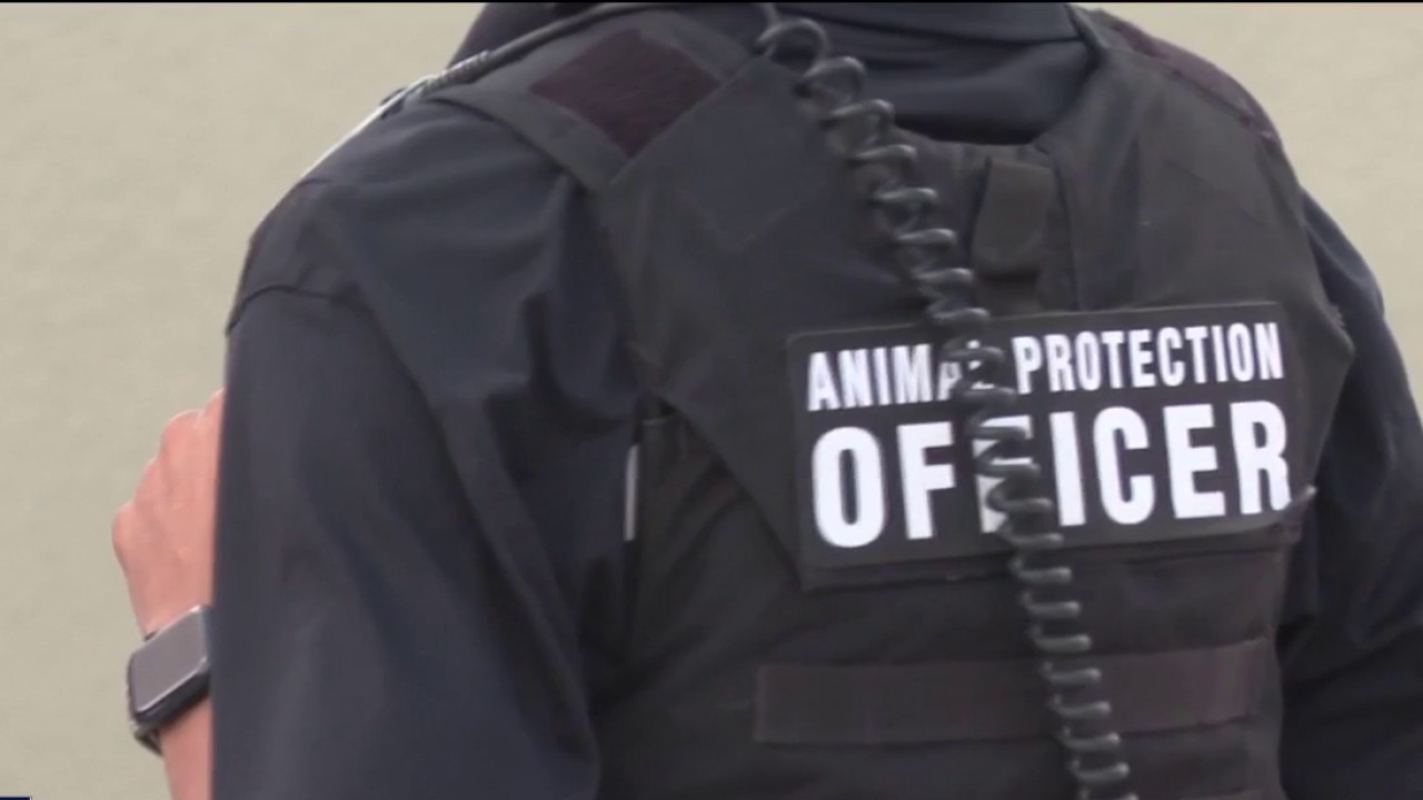 Neighbor rescues baby from dog attack